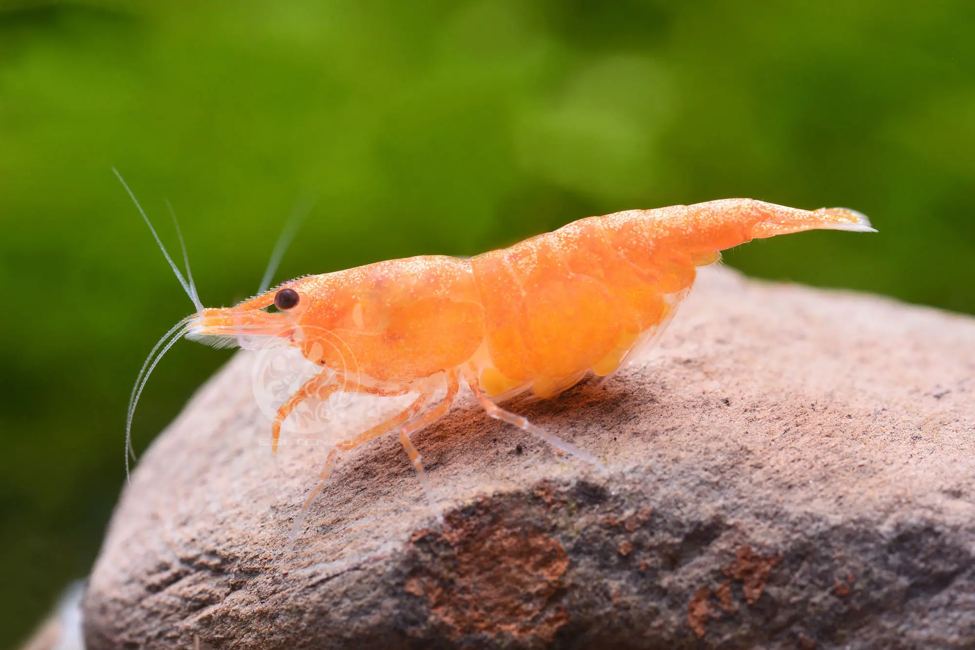 Orange / Sunkist Shrimp