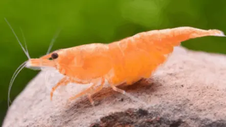 Orange / Sunkist Shrimp