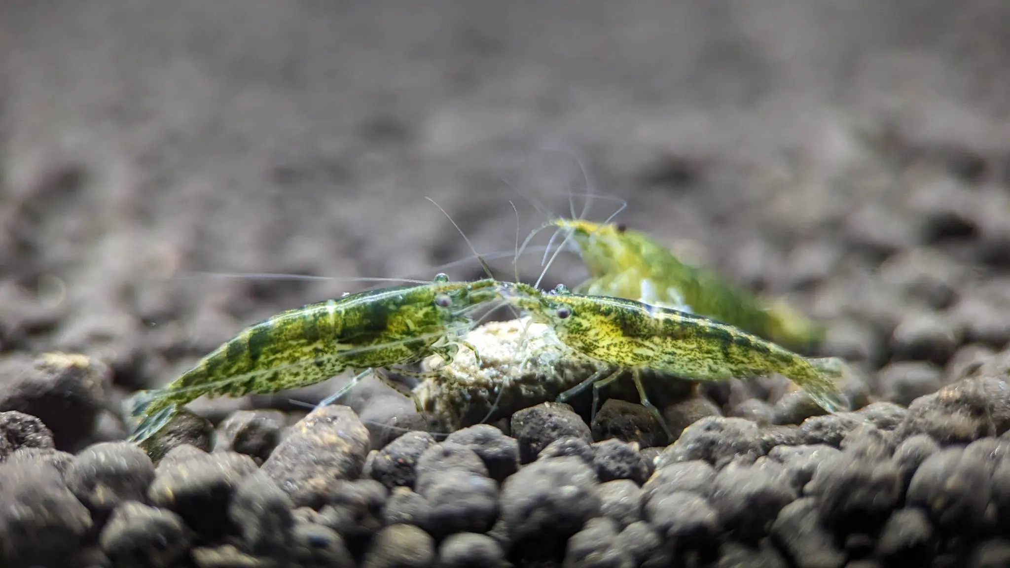 Green Jelly Shrimp