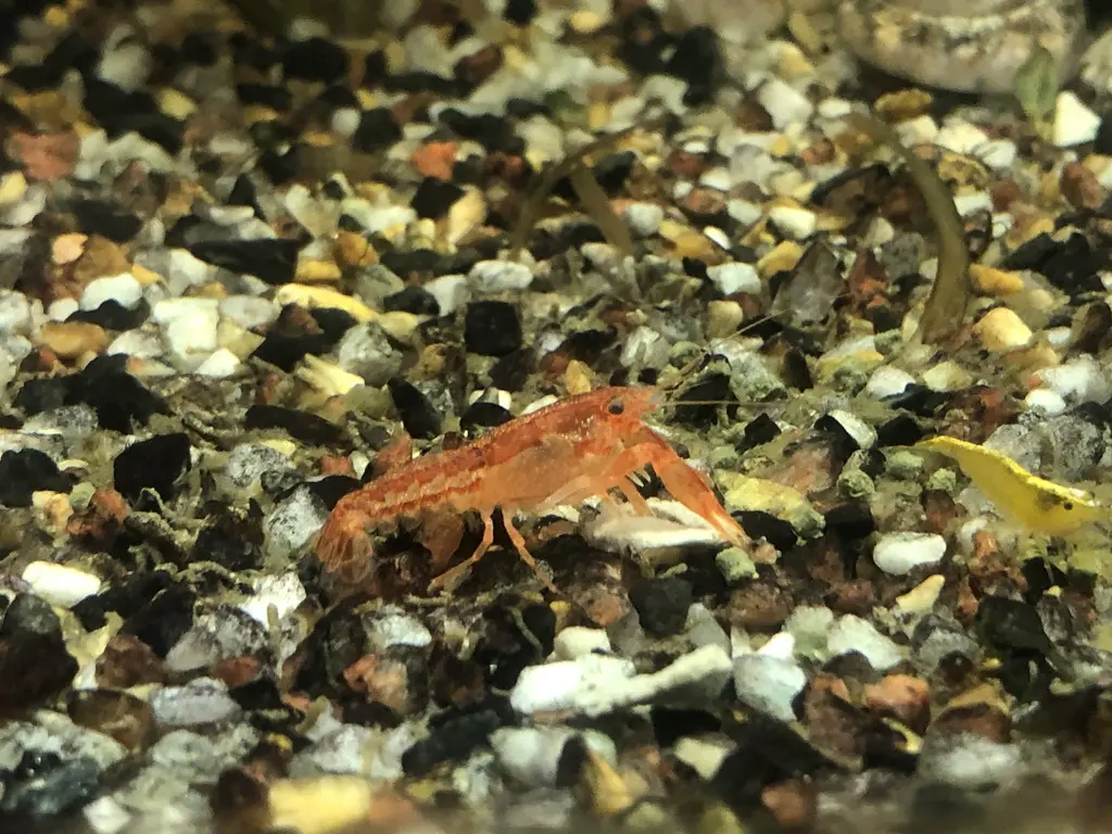 Orange Dwarf Crayfish (CPO)