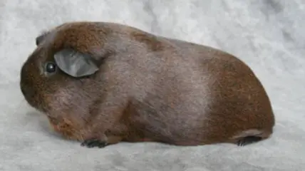 Merisiga Self