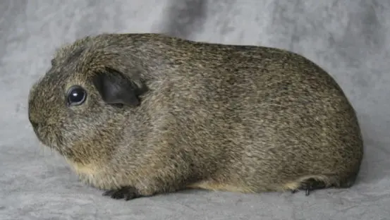 Merisiga Agouti