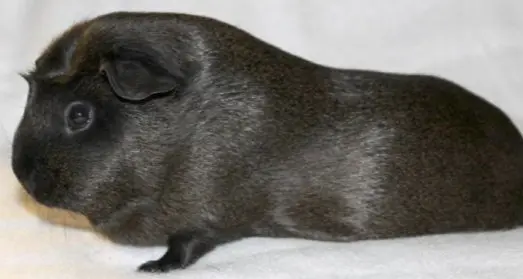 Merisiga Agouti