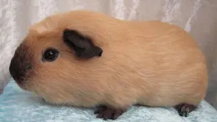 Merisiga California