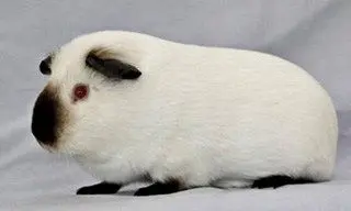 Merisiga Himalayan