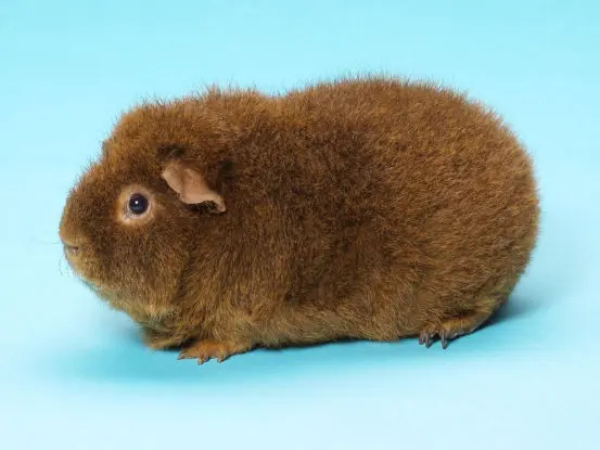 Merisiga Rex