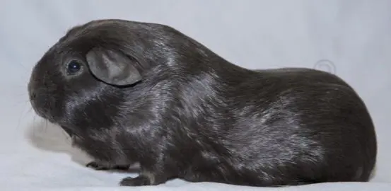 Merisiga Agouti
