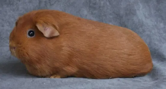 Merisiga Agouti