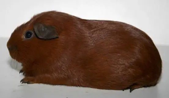 Merisiga Self