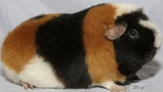 Merisiga Agouti