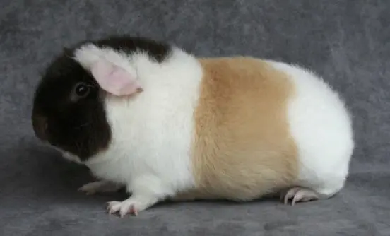 Merisiga Teddy
