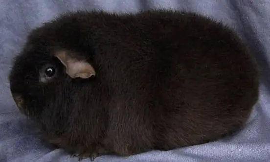 Merisiga Teddy